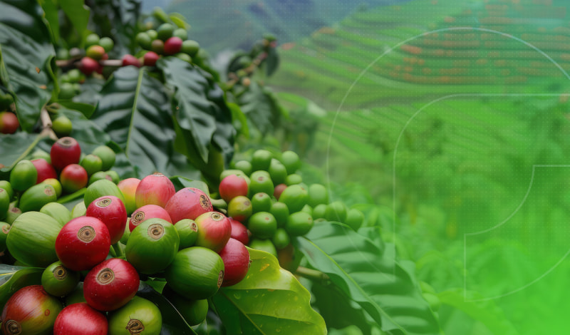 Fazenda Jotace PagBrasil